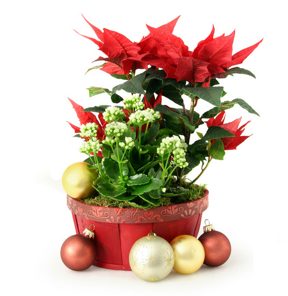basket of christmas plants