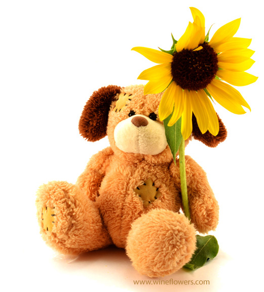 sunflower and teddy bear