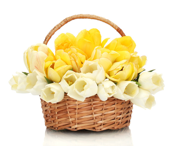 basket of tulips
