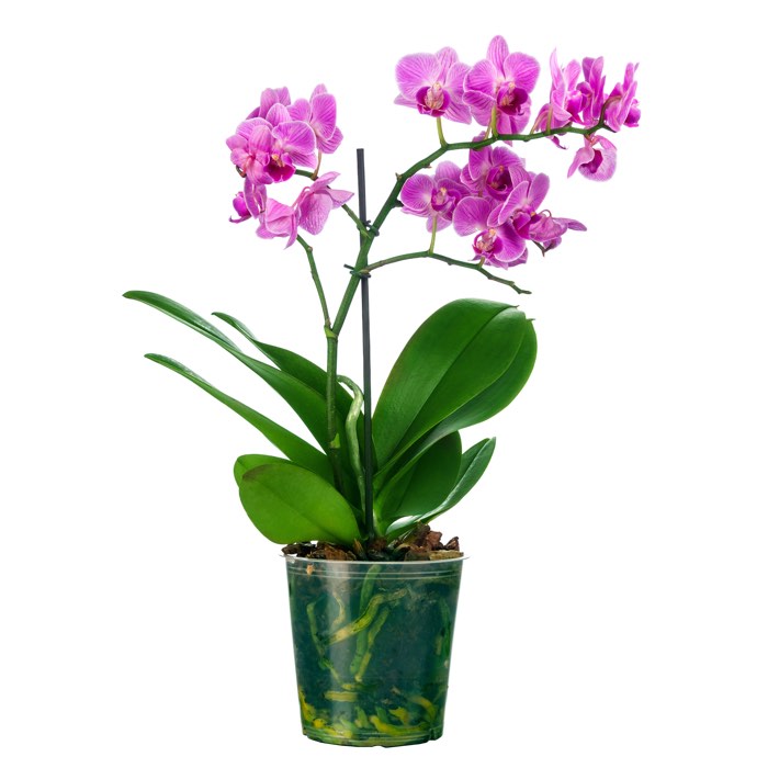 pink orchid phalenopsis